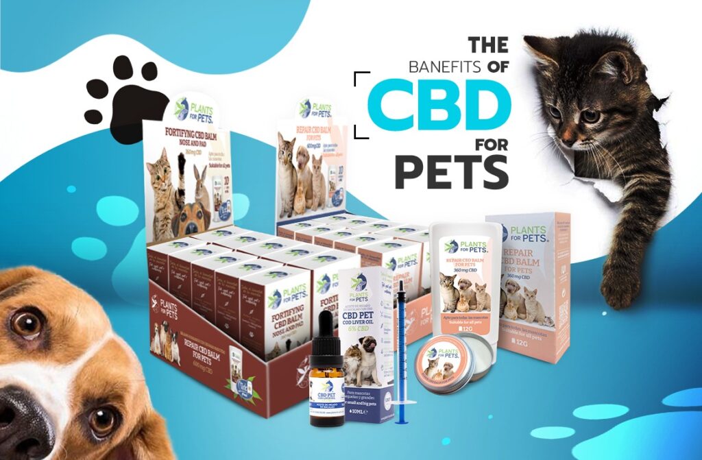 CBD negli animali domestici