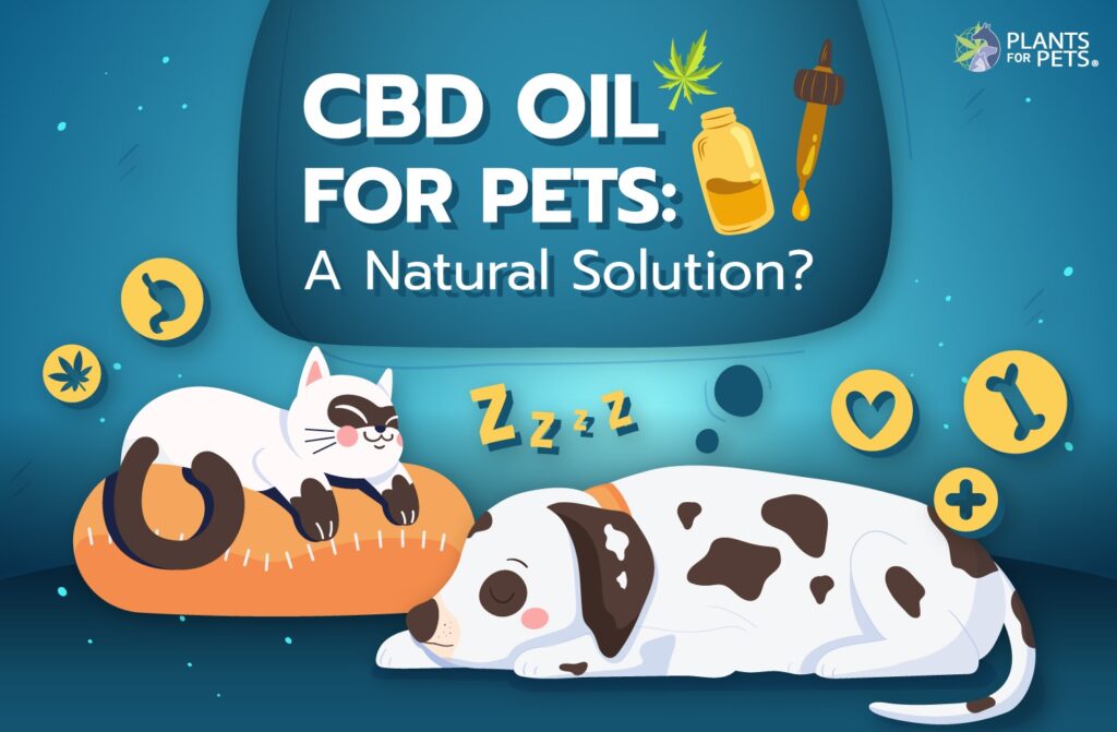 CBD Oil for pets A natural Solution