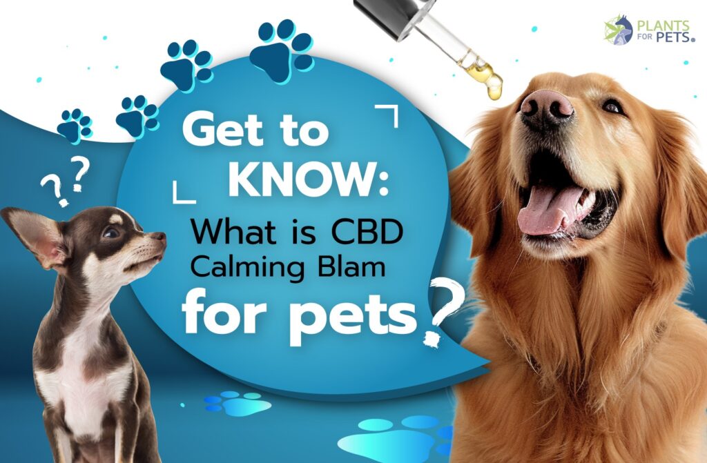 What is CBD calming blam for pets