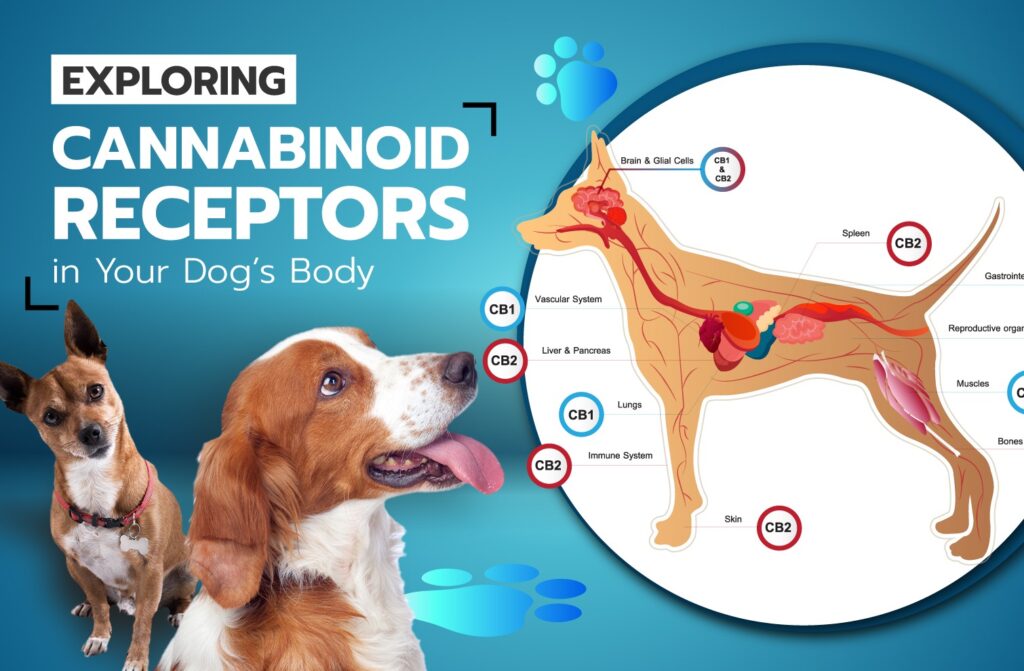 Cannabinoid Receptors in dogs